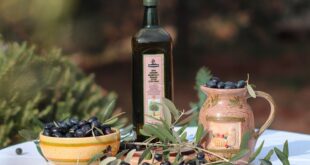 Ege'de Zeytin Hasadı Başladı: Üreticiler Sezona Hazır