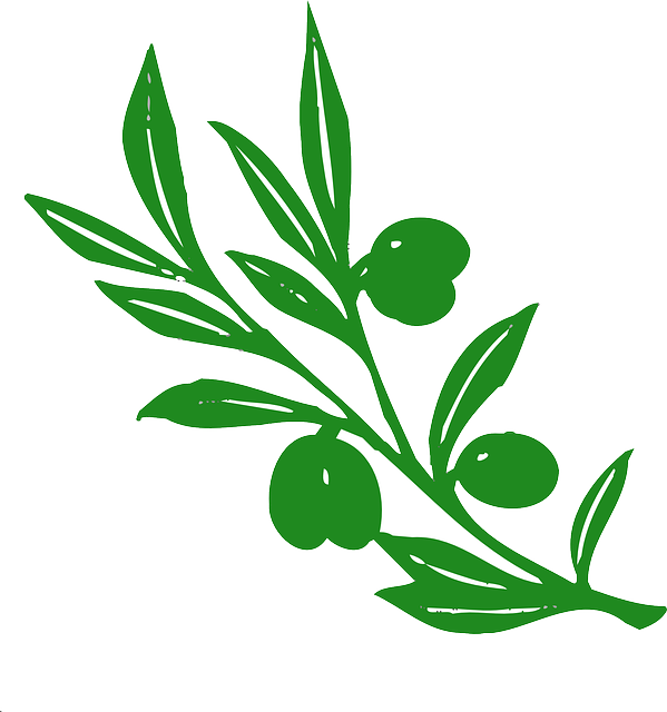 Kuraklık Zeytin Üreticilerini Nasıl Etkiledi? Kuraklık Zeytin Üreticilerini Nasıl Etkiledi?
