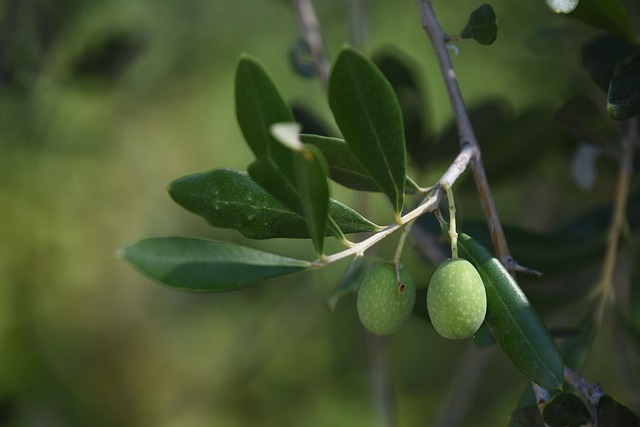 Zeytin Üretiminde Teknoloji Kullanımı Artıyor Zeytin Üretiminde Teknoloji Kullanımı Artıyor